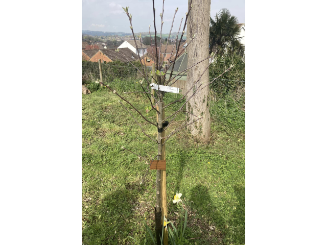 Queen's Green Canopy Community Orchard, Windmill Hill
MGC Apple Tree, No. 20