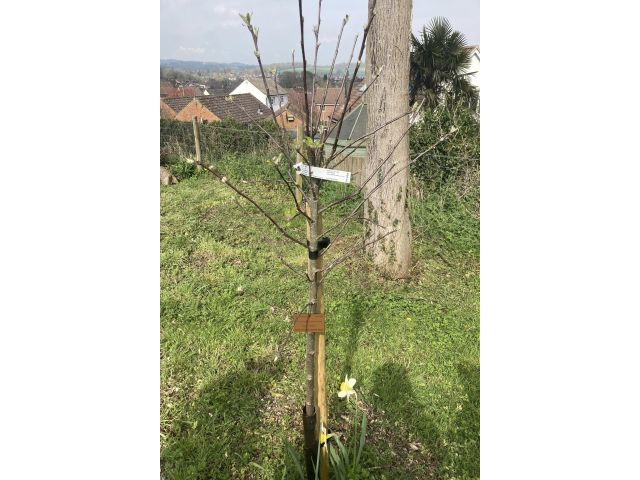 Queen's Green Canopy Community Orchard, Windmill Hill
MGC Apple Tree, No. 20