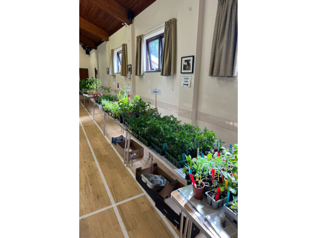 Plant Sale 2025