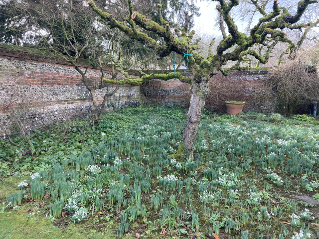 Visit February 22 to Little Court. Home of Patricia Elkington and her glorious snowdrops, and other spring flowers