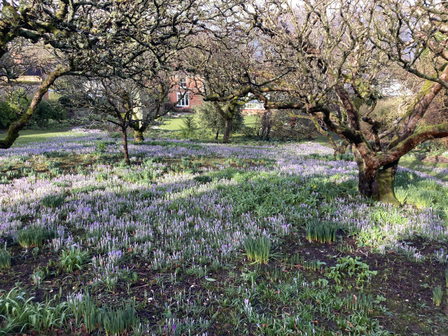 Snowdrops and spring flowers on our visit to Little Court. Feb 2022.